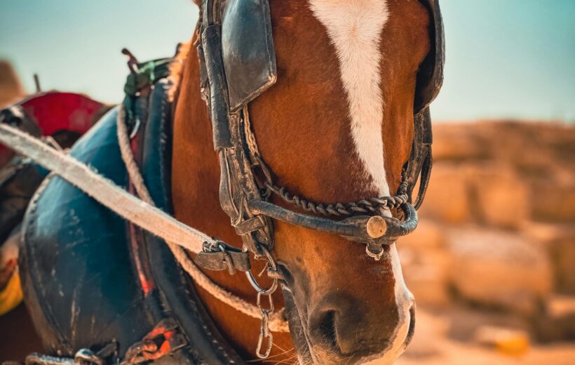 Horse or Camel Ride Around the Pyramids